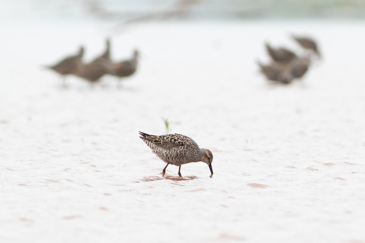 Stilt Sandpiper - ML574361351