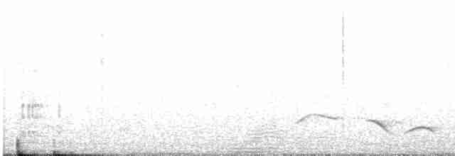 Black-crowned Tchagra - ML574362851