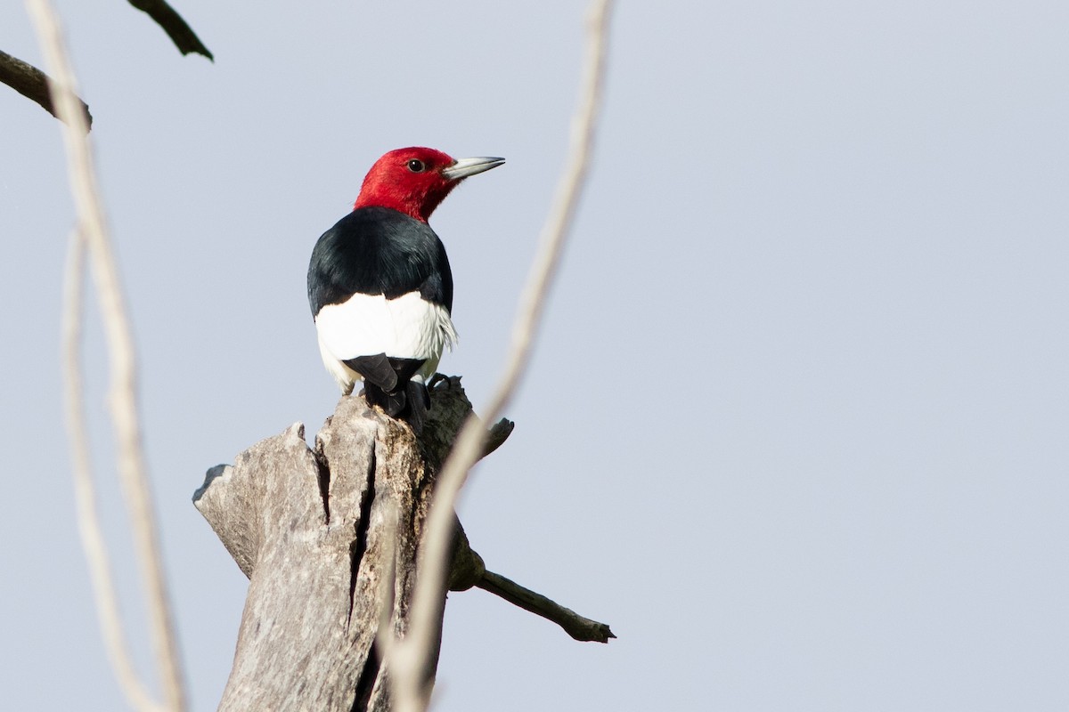 Red-headed Woodpecker - ML574363351