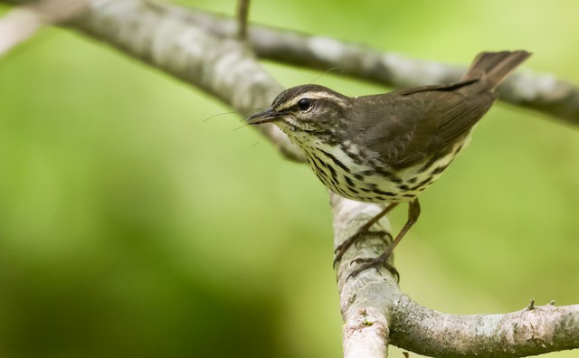 19 idées de Goudron suédois / Natuleum