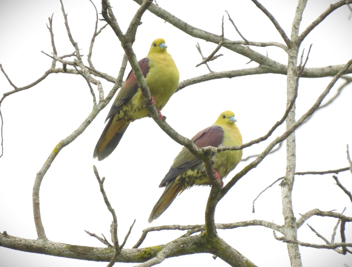 Wedge-tailed Green-Pigeon - ML574364701