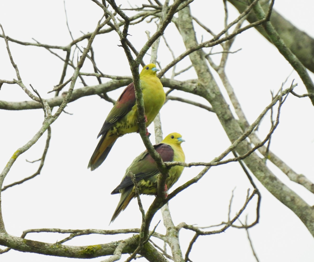 Wedge-tailed Green-Pigeon - ML574364801