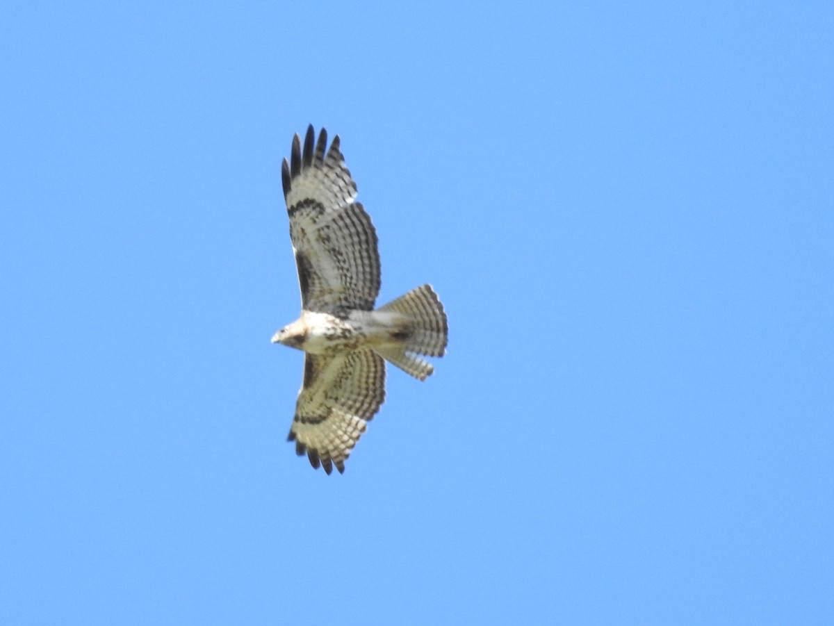 Red-tailed Hawk - ML57436541