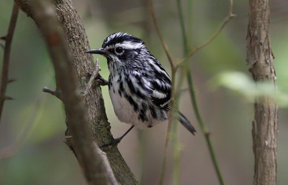 Black-and-white Warbler - ML574368471