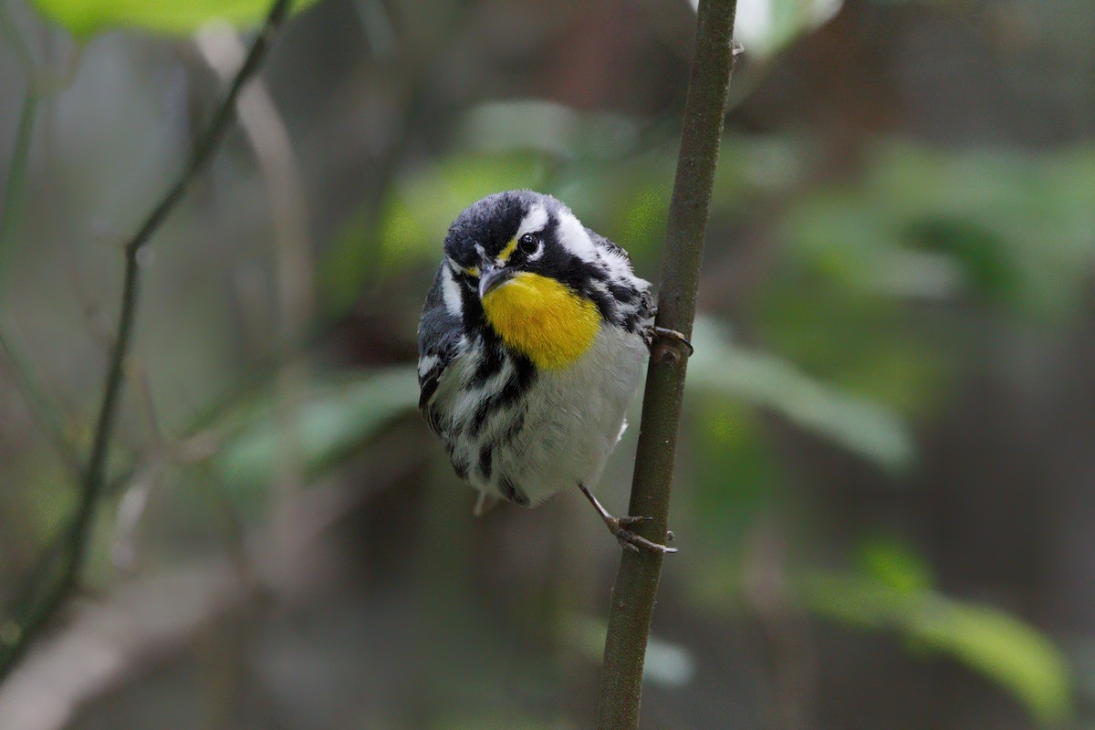 Yellow-throated Warbler - ML574368601