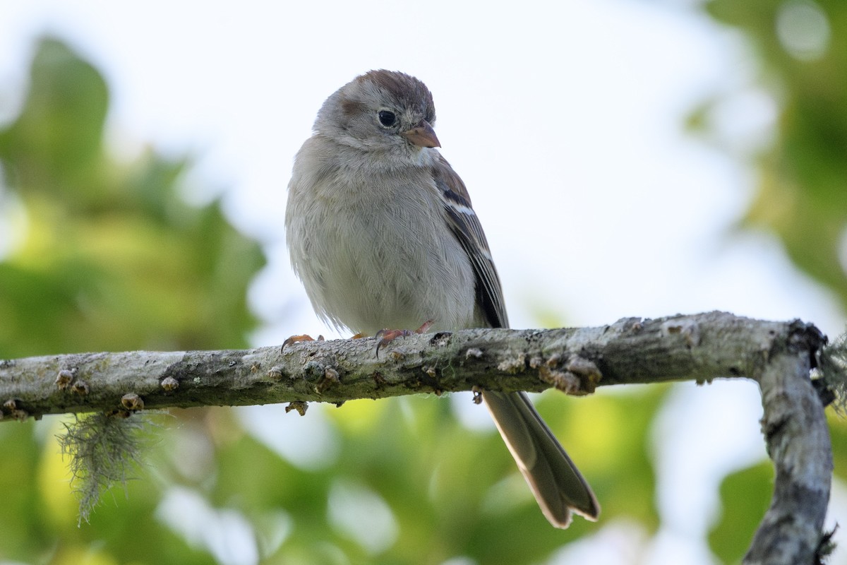 Field Sparrow - ML574375931
