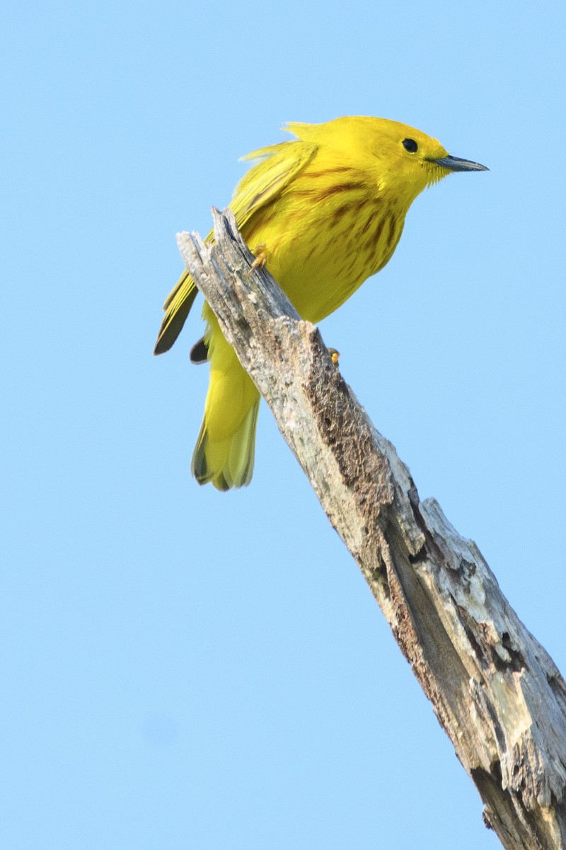 Yellow Warbler - Gail Kahover