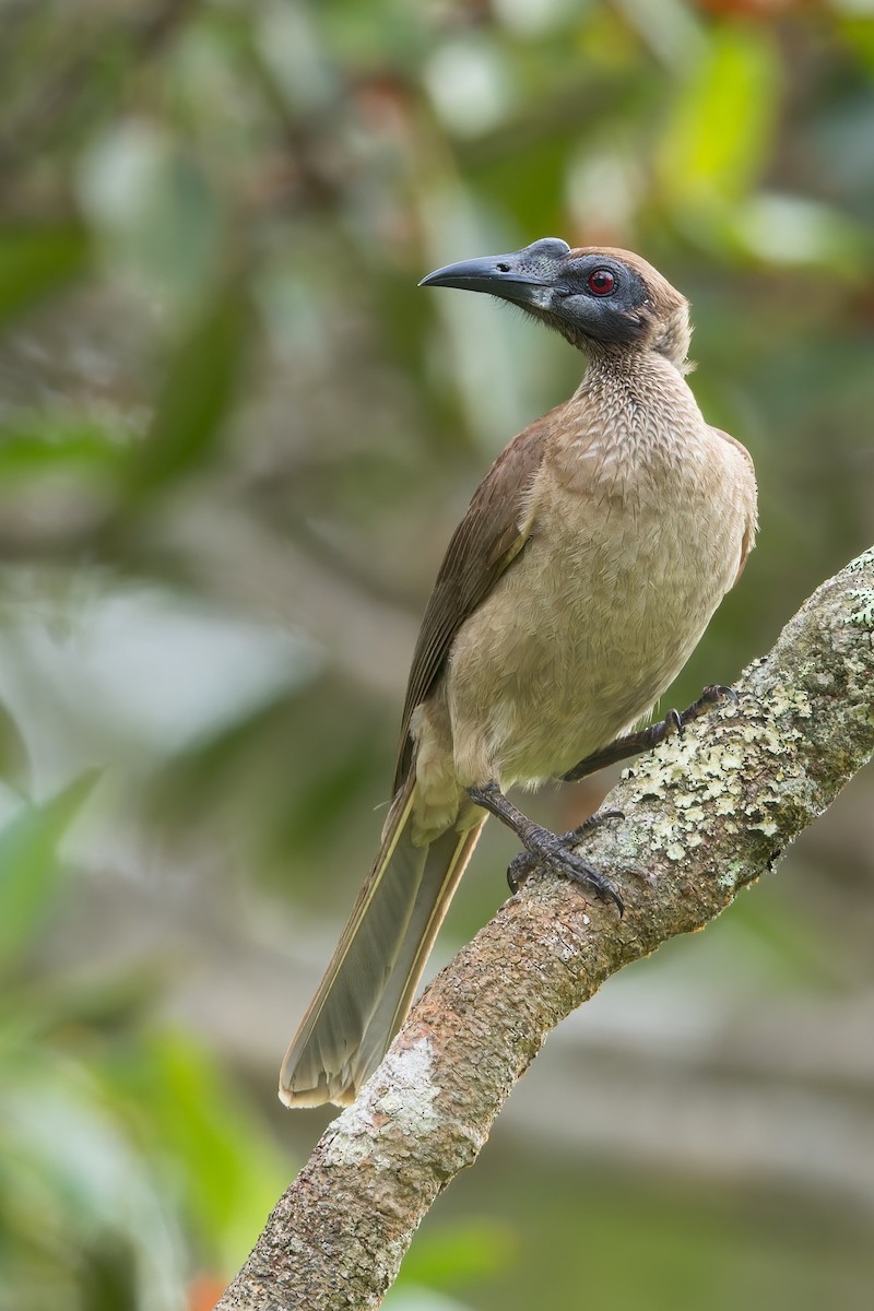 Helmeted Friarbird (New Guinea) - Dubi Shapiro