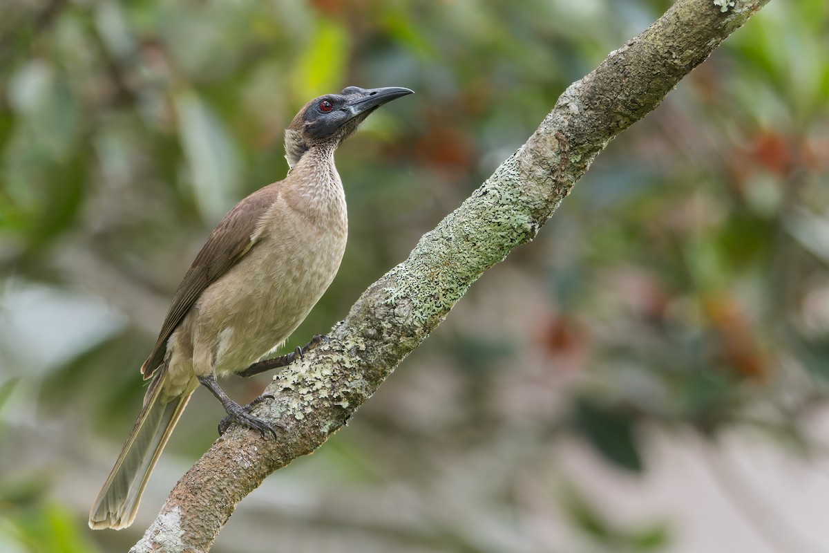 Helmeted Friarbird (New Guinea) - Dubi Shapiro