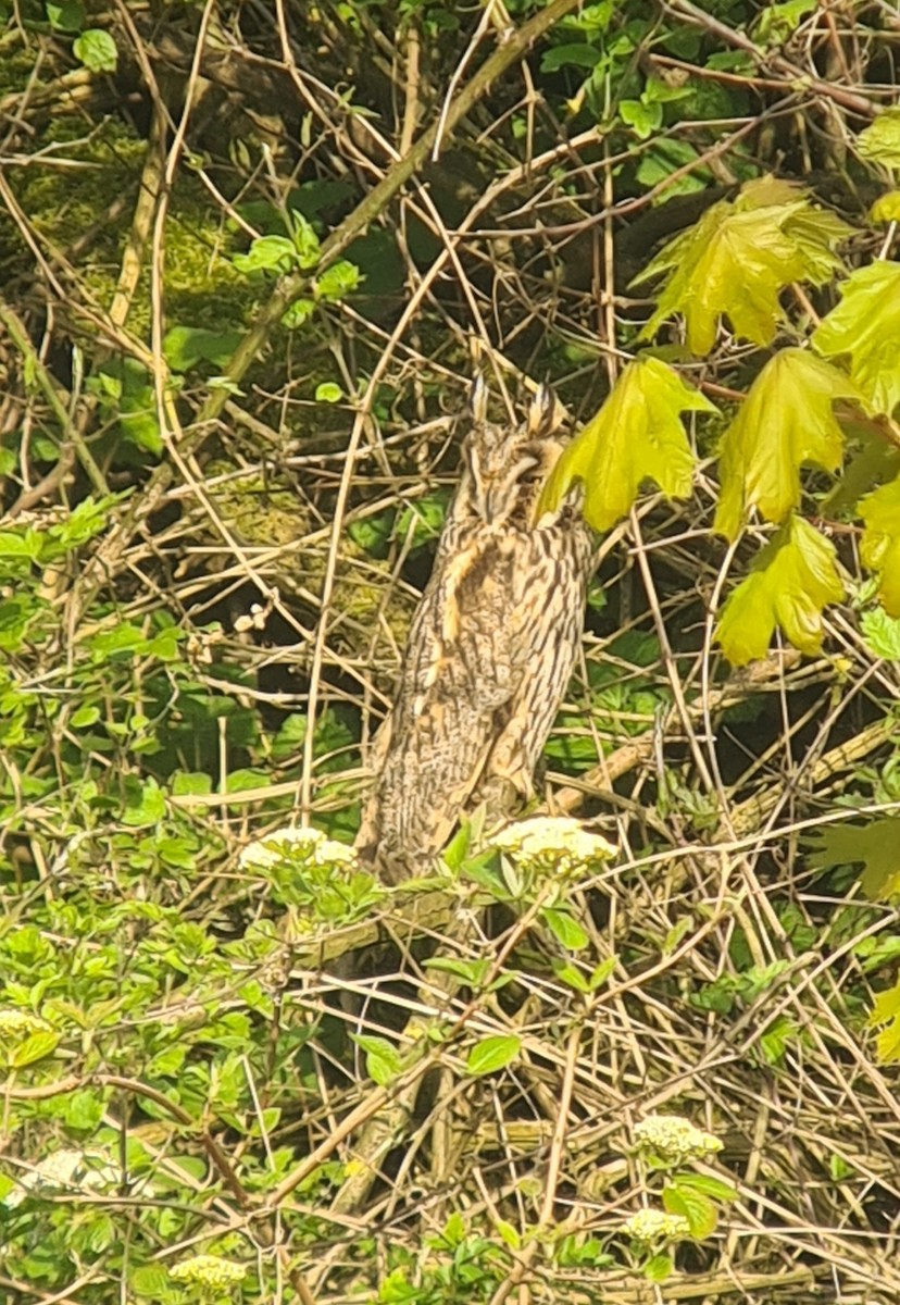 Long-eared Owl - ML574376521