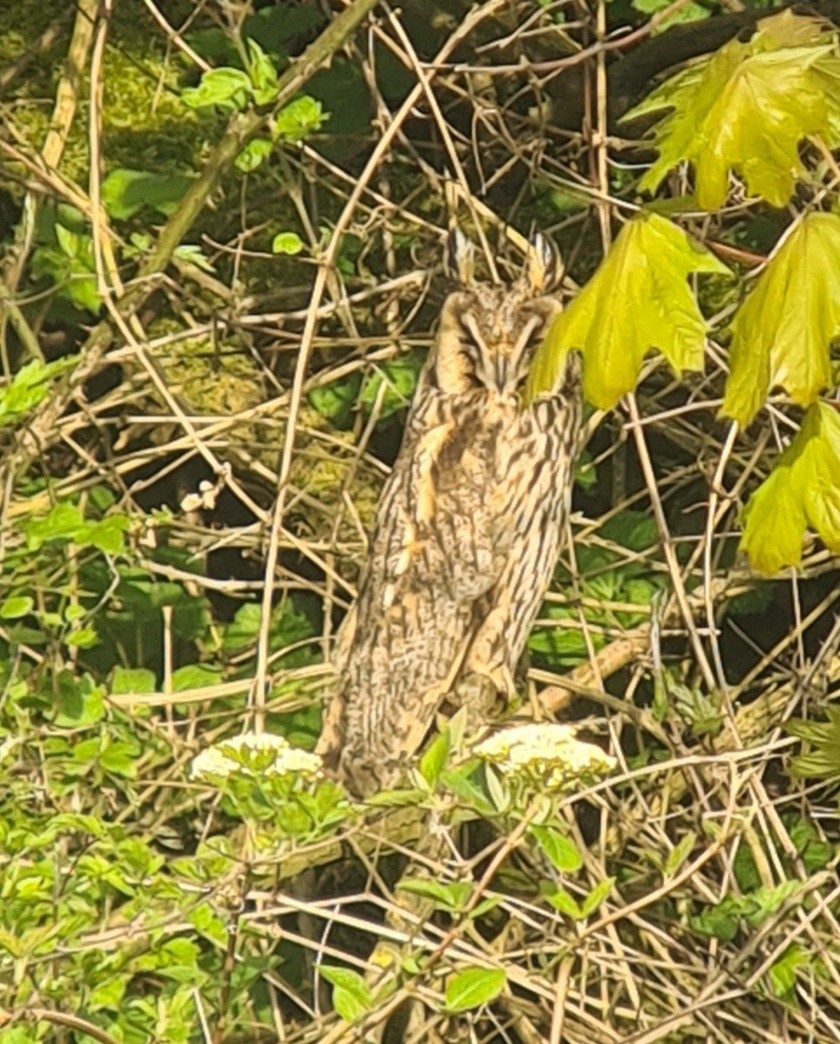 Long-eared Owl - ML574376811