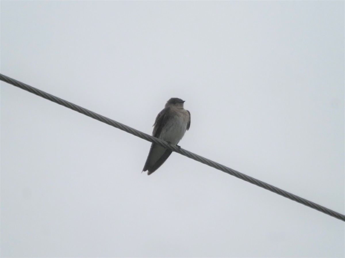 Northern Rough-winged Swallow - Kevin Wistrom