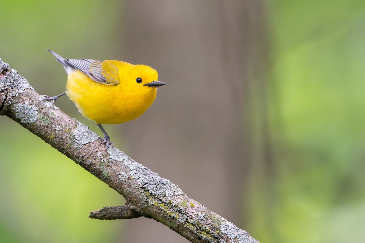 Prothonotary Warbler - ML574378361