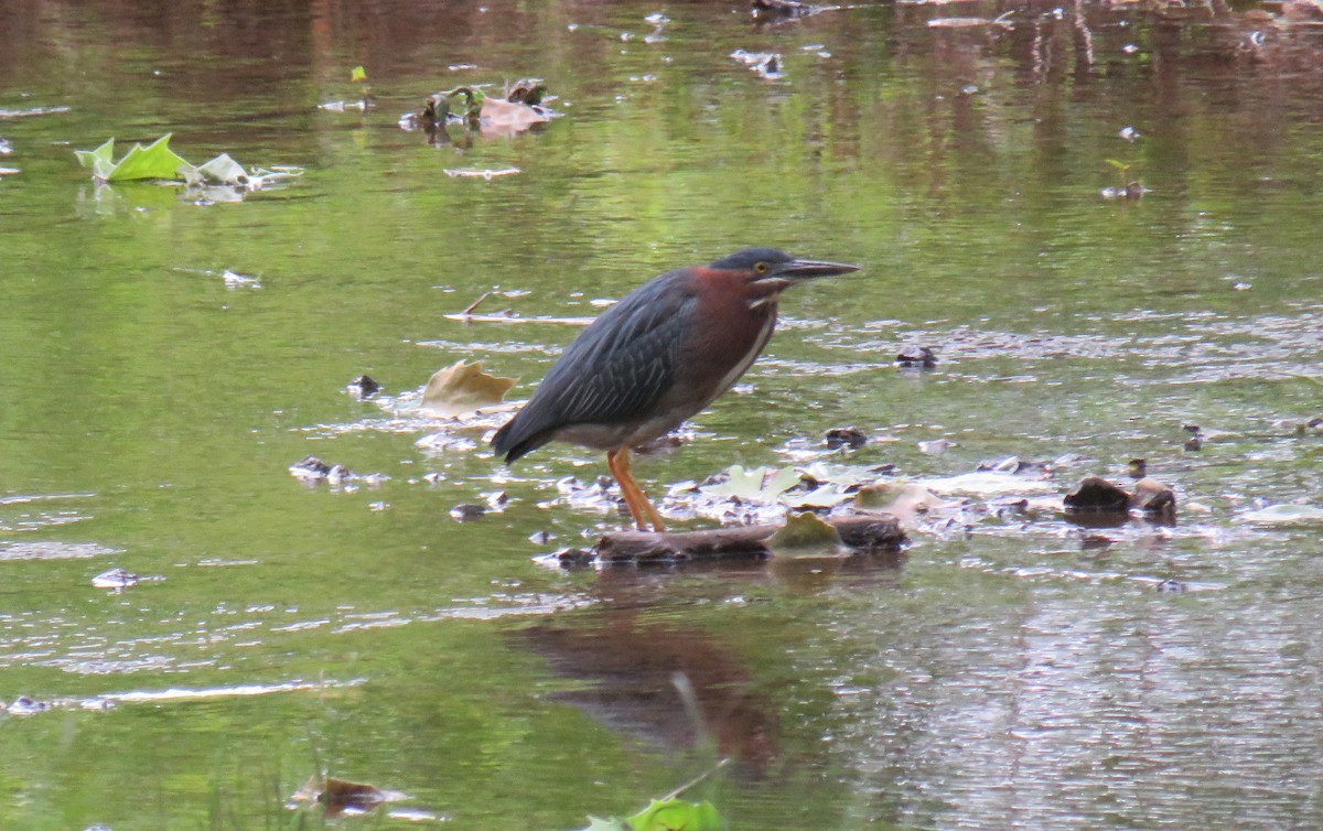 eBird Checklist - 19 May 2023 - Silver Lake Regional Park - 60 species