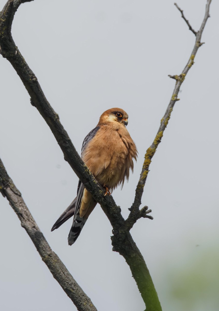 Red-footed Falcon - ML574382111