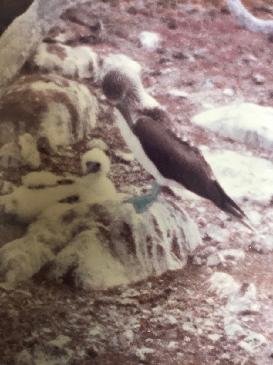 Blue-footed Booby - ML574382431