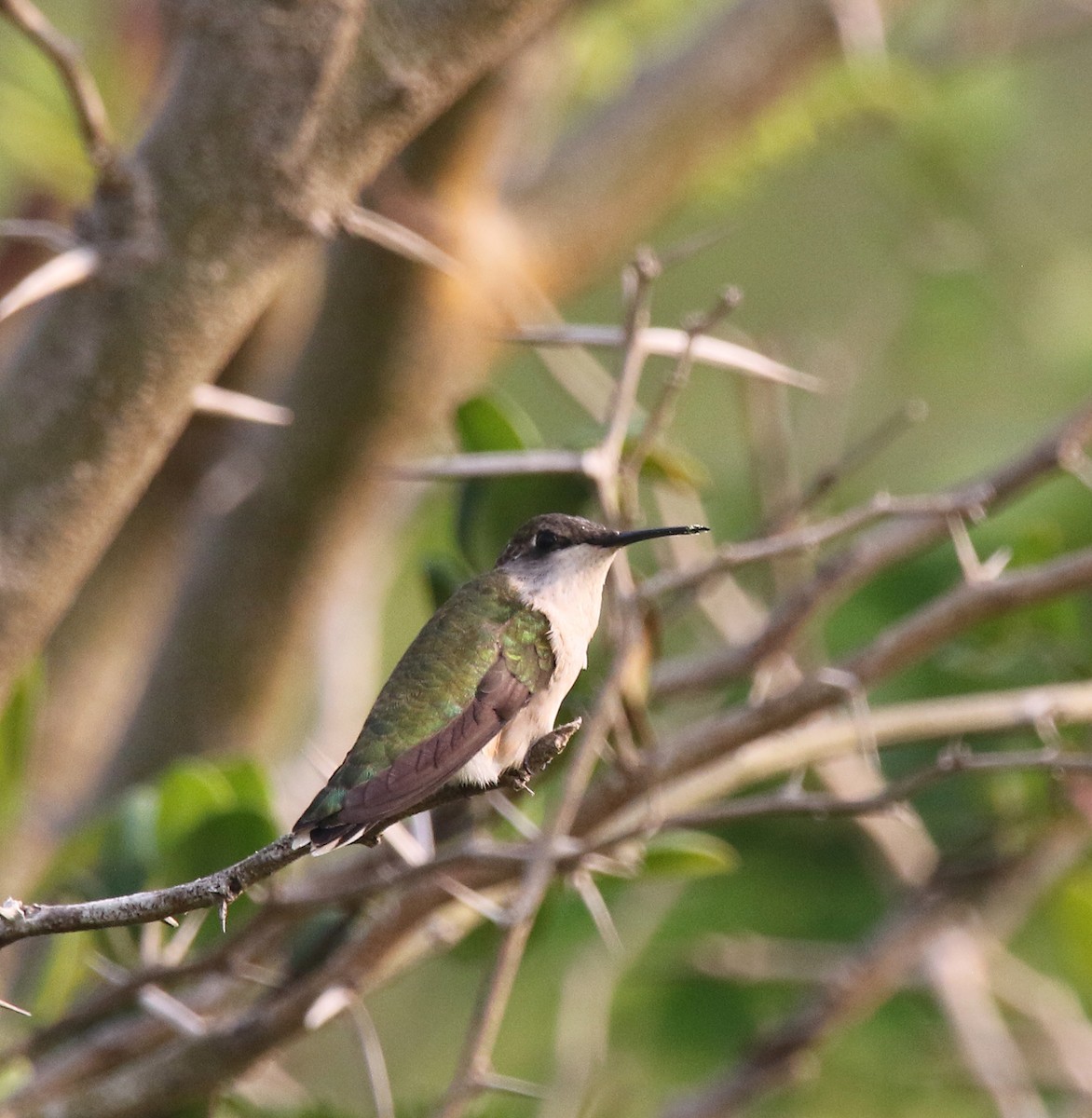 Ruby-throated Hummingbird - ML574383261