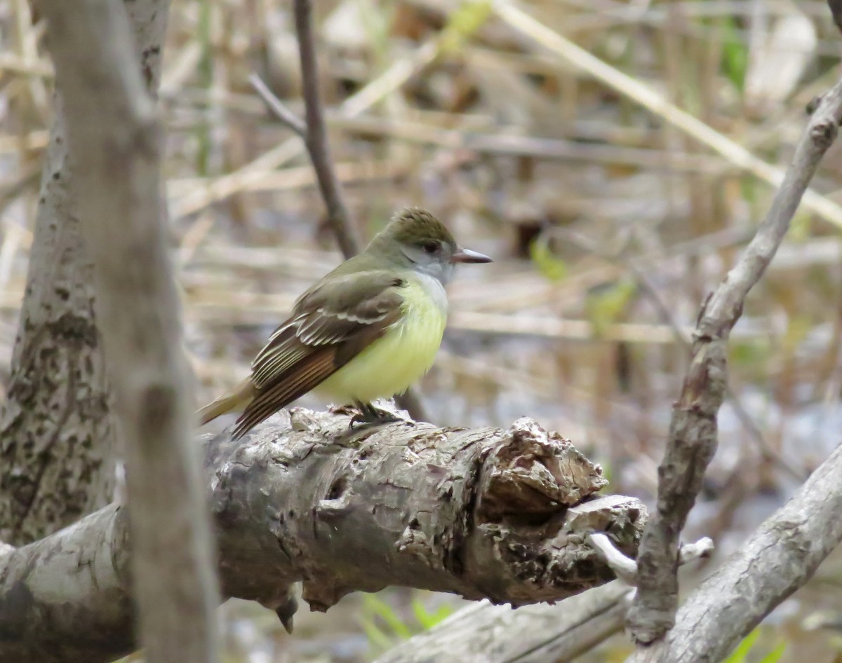 Great Crested Flycatcher - Patrice Franche
