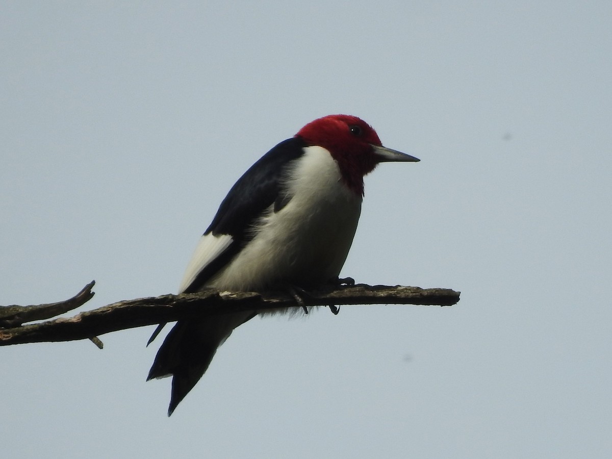 Red-headed Woodpecker - ML574386331