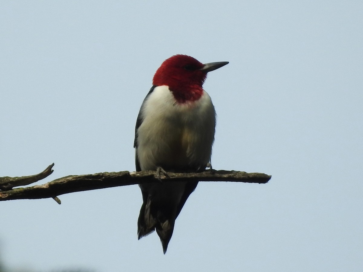 Red-headed Woodpecker - ML574386341