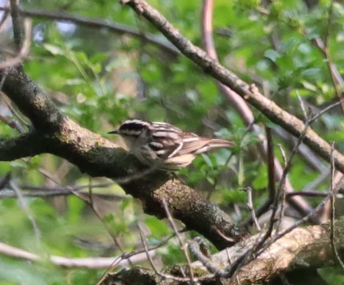 Black-and-white Warbler - ML574389271