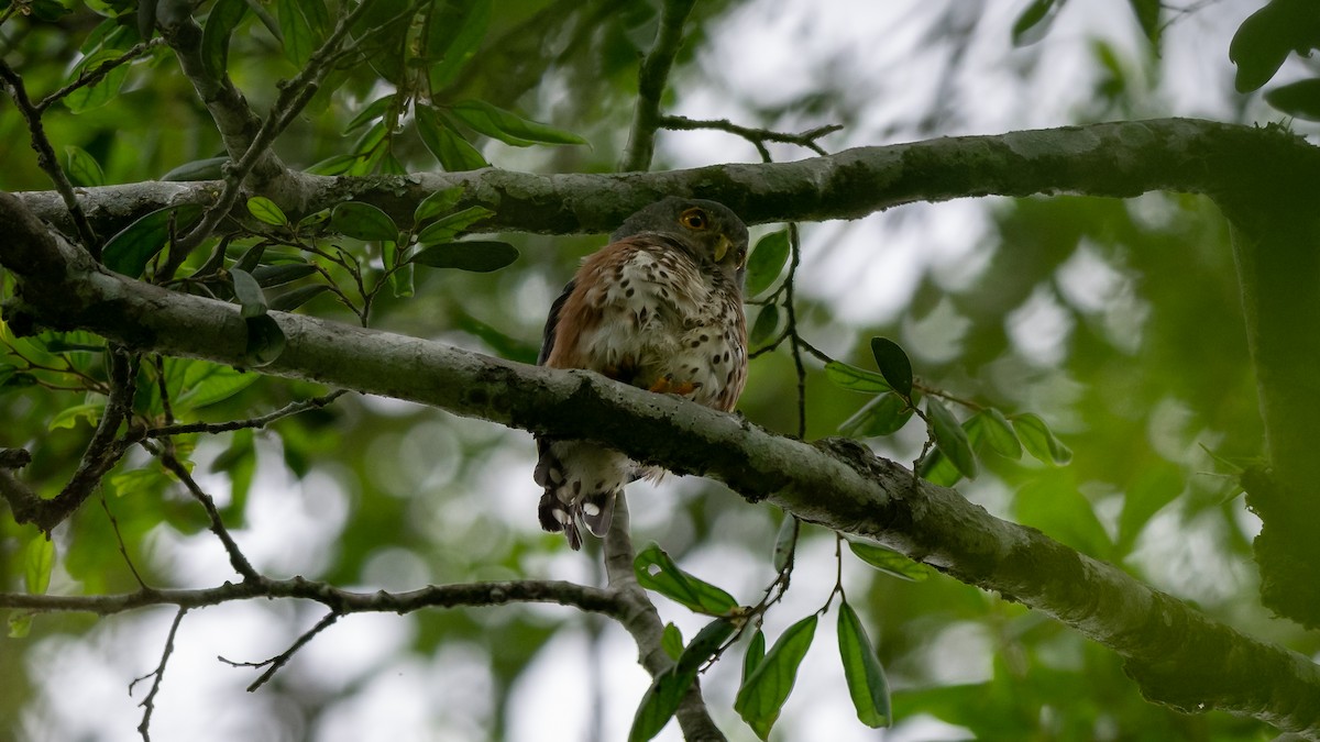 Red-chested Owlet - ML574392821