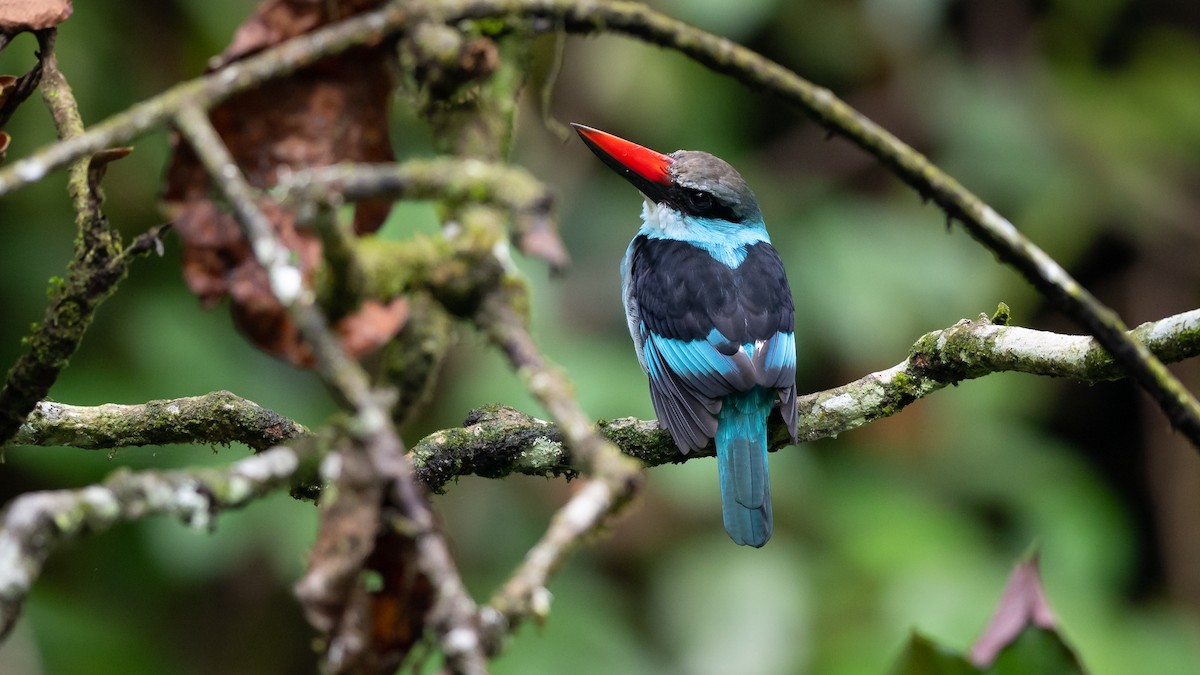 Blue-breasted Kingfisher - ML574393831