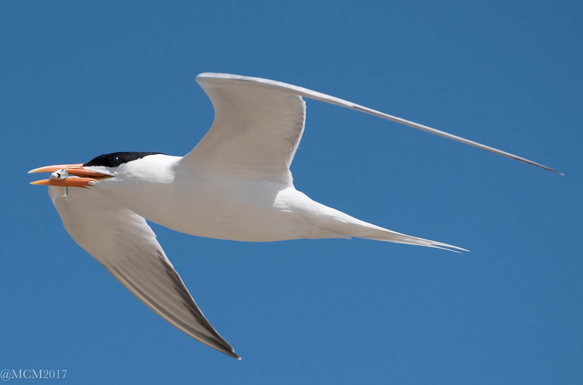 Royal Tern - Mary Catherine Miguez
