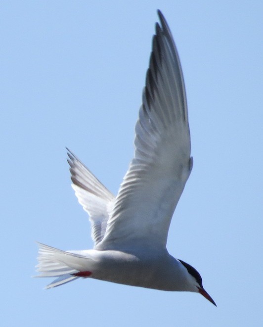 Common Tern - ML57440231