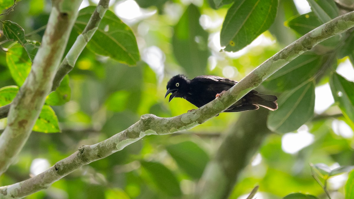 Maxwell's Black Weaver (White-naped) - Mathurin Malby
