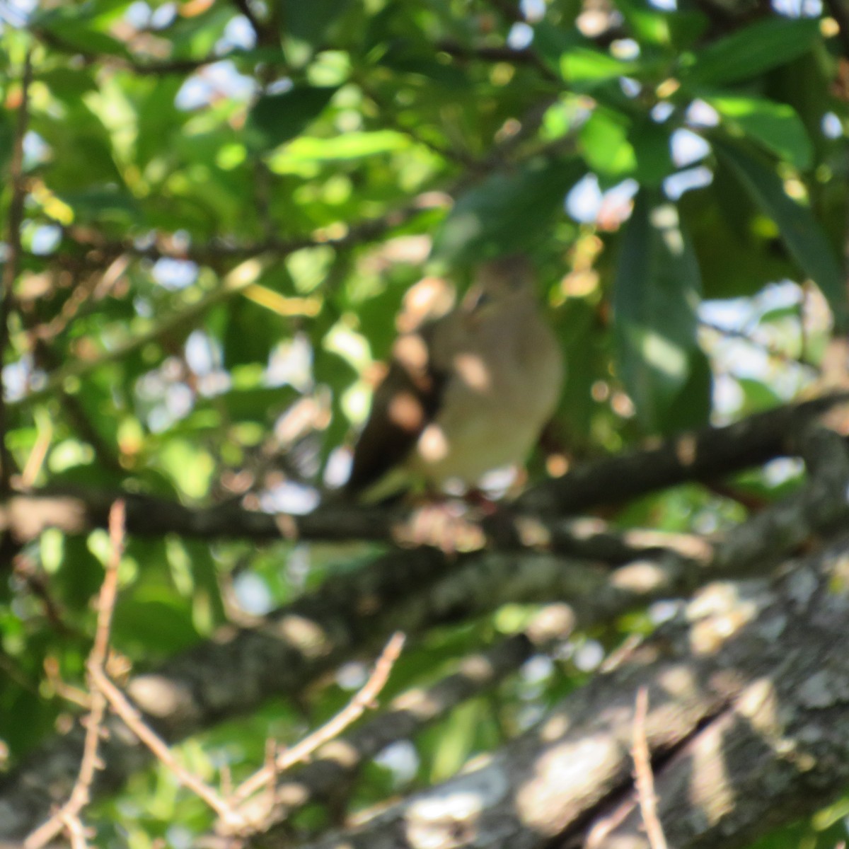 Белолобая голубка - ML574413631
