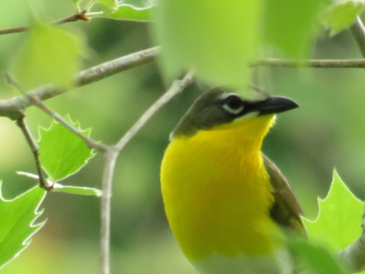 Yellow-breasted Chat - ML574417041
