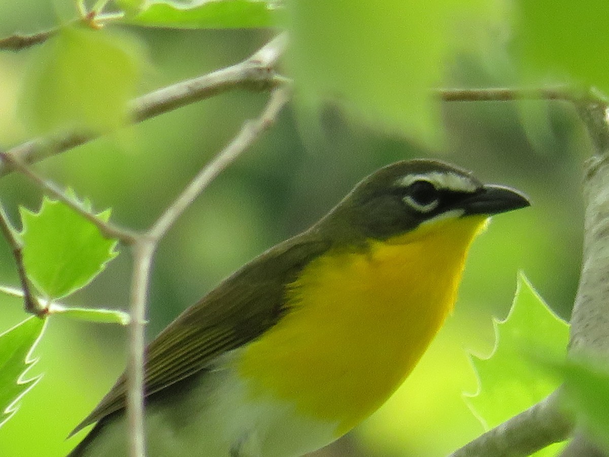 Yellow-breasted Chat - ML574417061