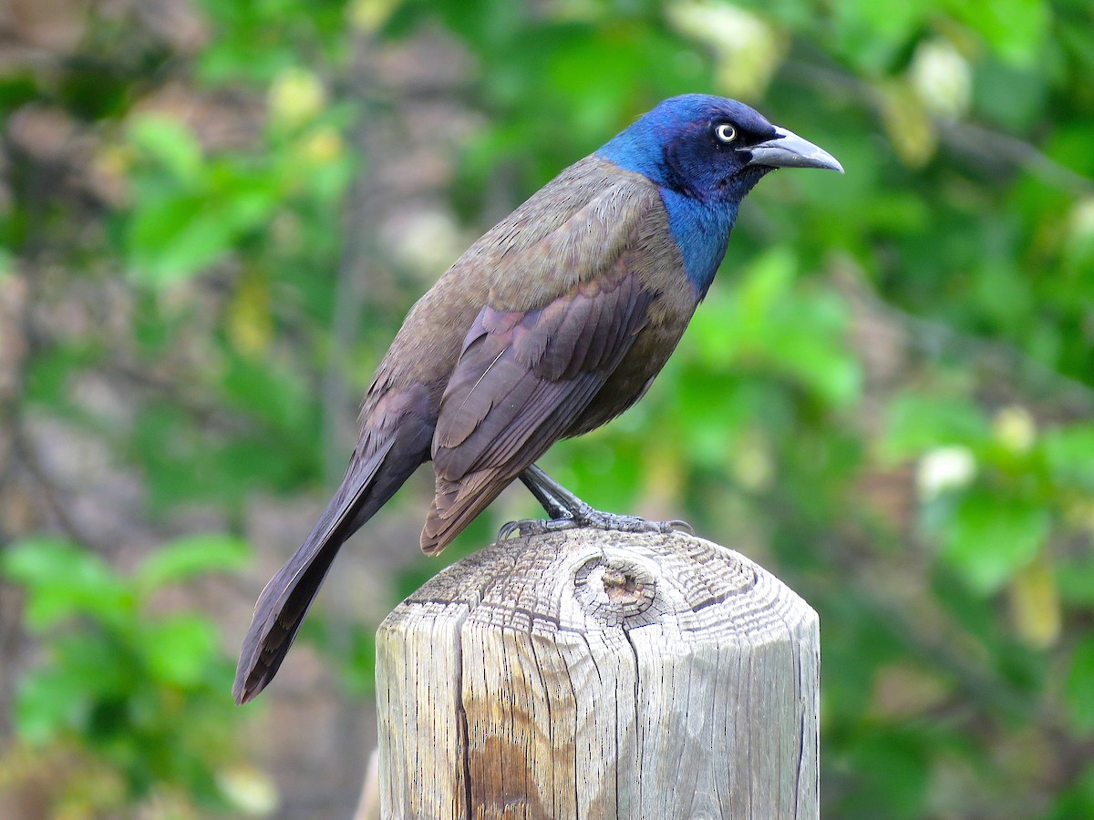 Common Grackle - Ted Floyd
