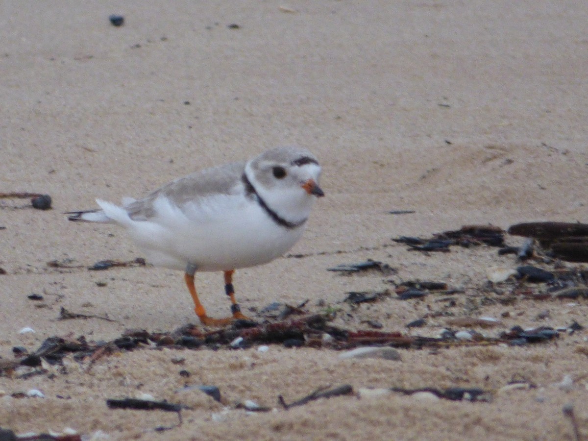 Piping Plover - ML574418781