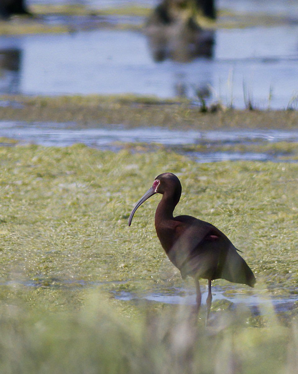 New York Breeding Bird Atlas Checklist - 18 May 2023 - Timber Point