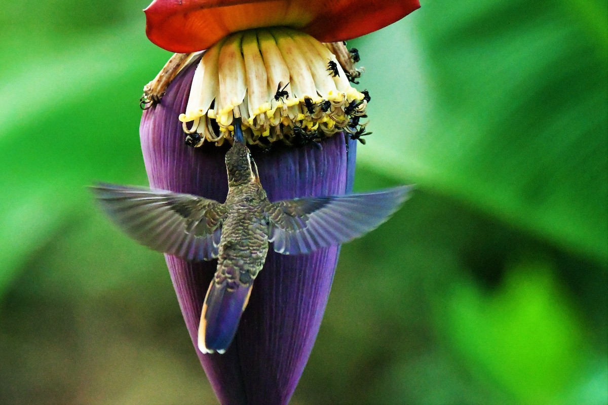 kolibřík pilozobý - ML574422741
