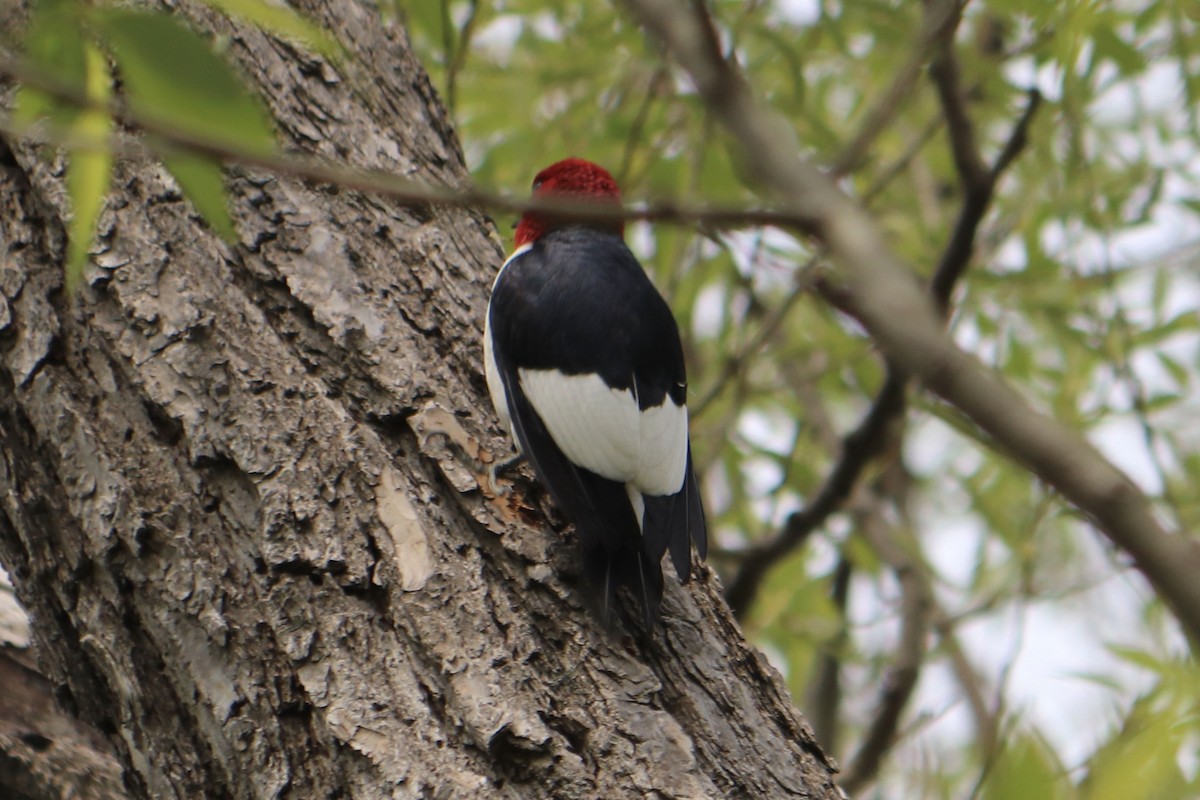 Red-headed Woodpecker - ML574426001