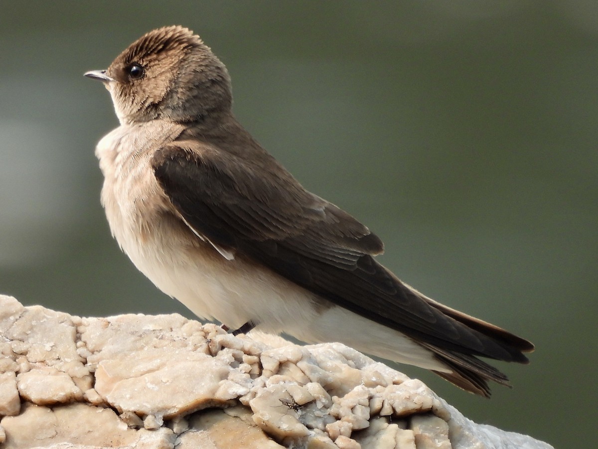 Northern Rough-winged Swallow - ML574427831