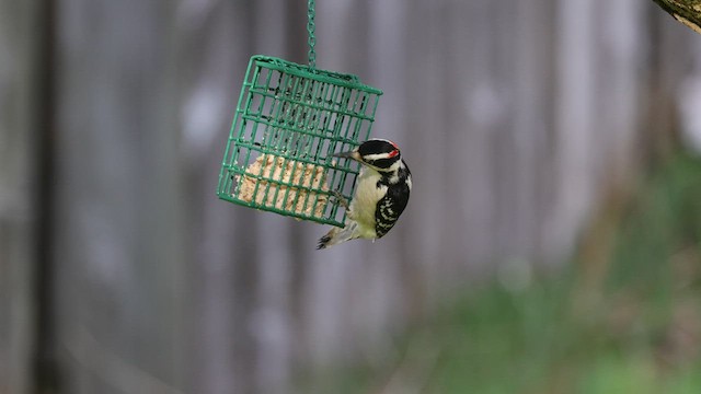Hairy Woodpecker (Eastern) - ML574430211