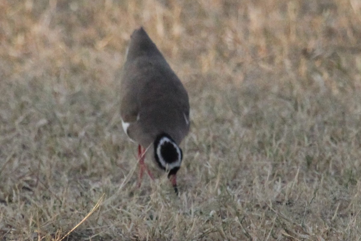 Crowned Lapwing - ML574431371