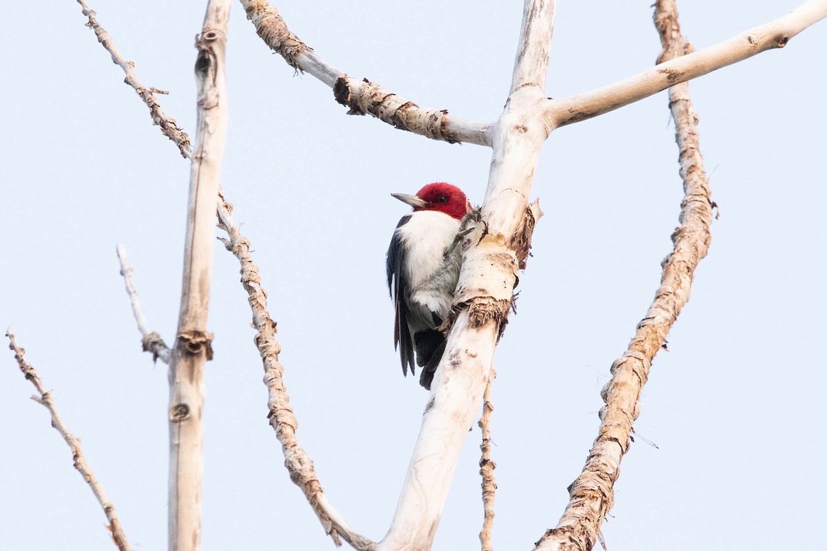Red-headed Woodpecker - ML574432921