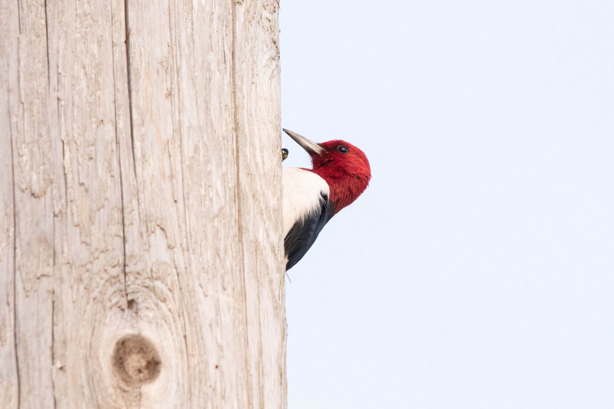 Red-headed Woodpecker - ML574432931