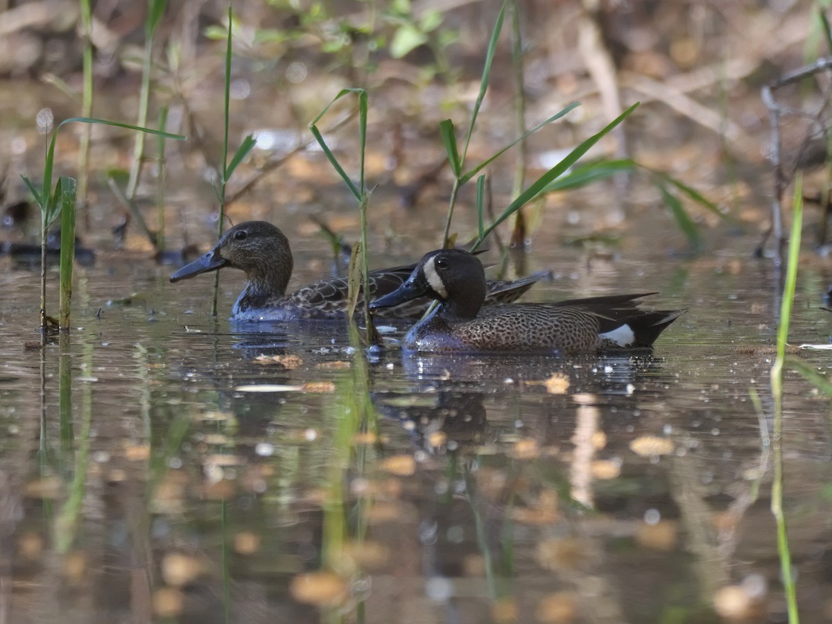 Blue-winged Teal - ML574436881