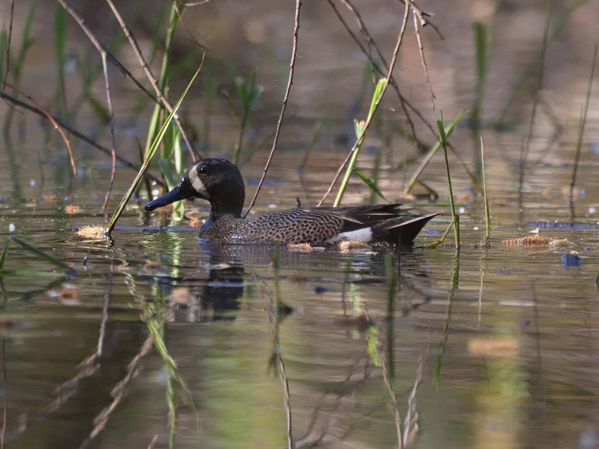 Blue-winged Teal - ML574436911