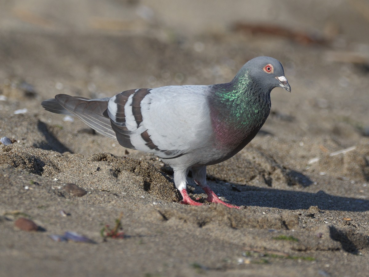 Rock Pigeon (Feral Pigeon) - ML574437011