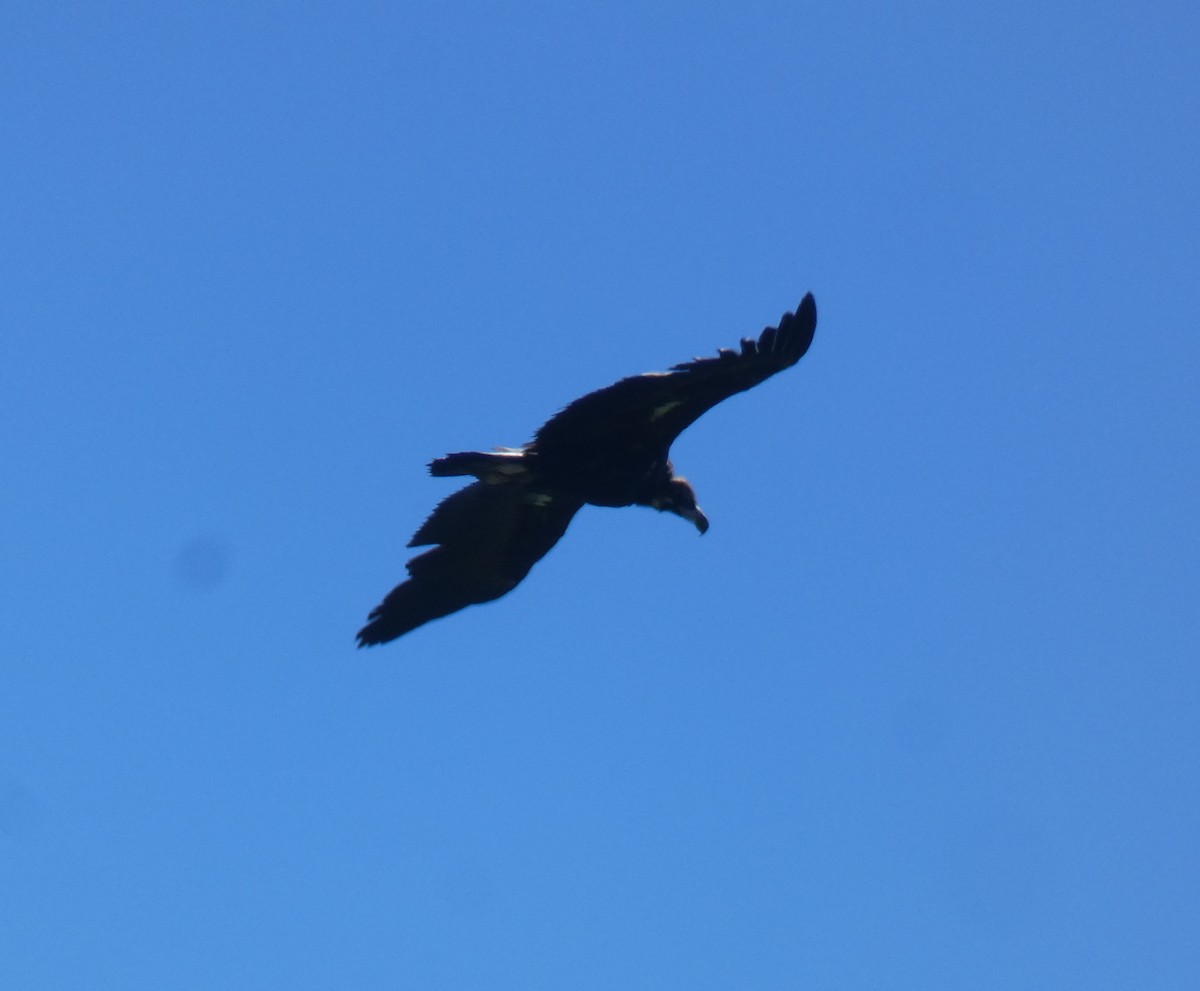 Cinereous Vulture - ML574437351