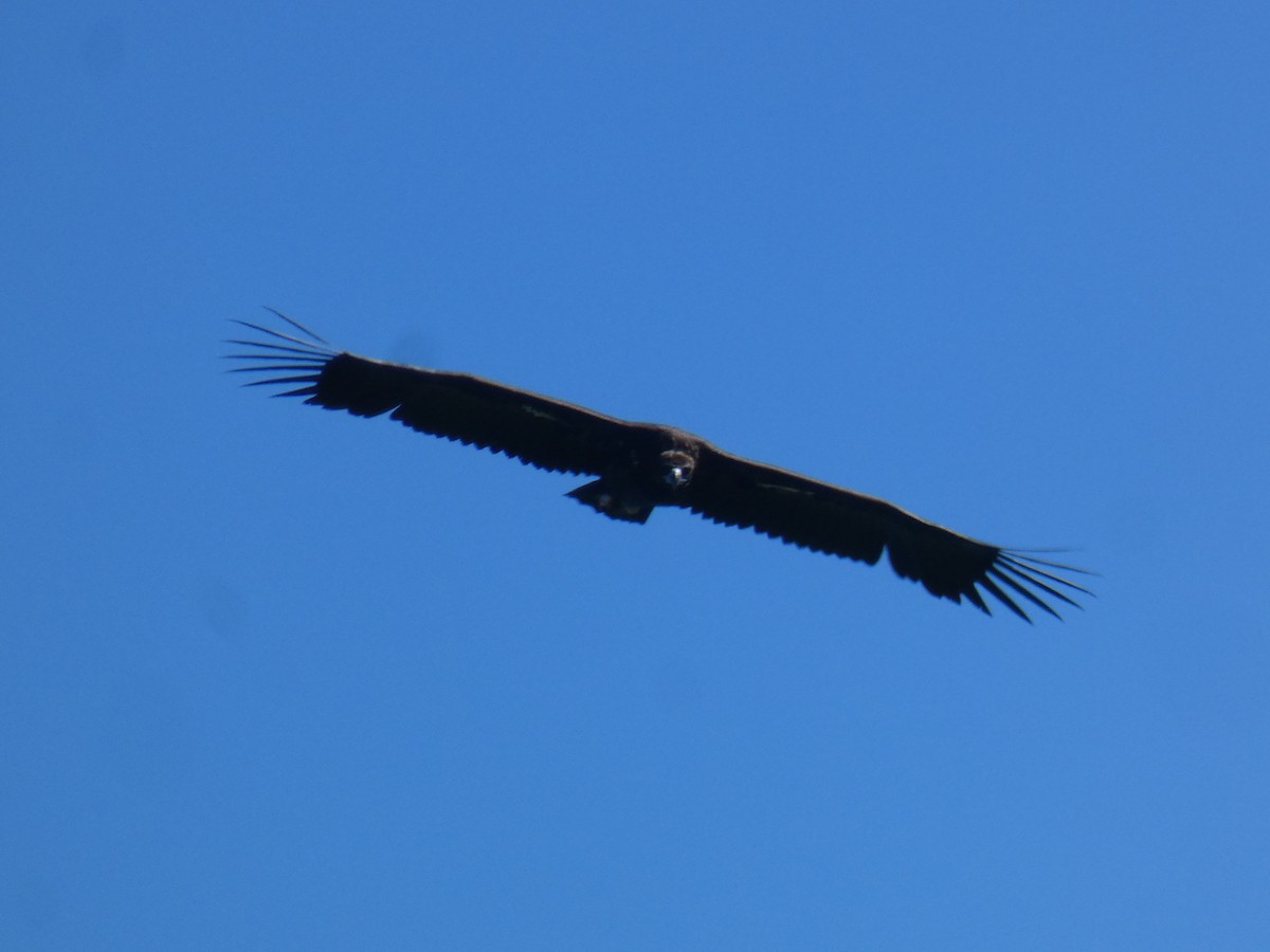 Cinereous Vulture - ML574437361
