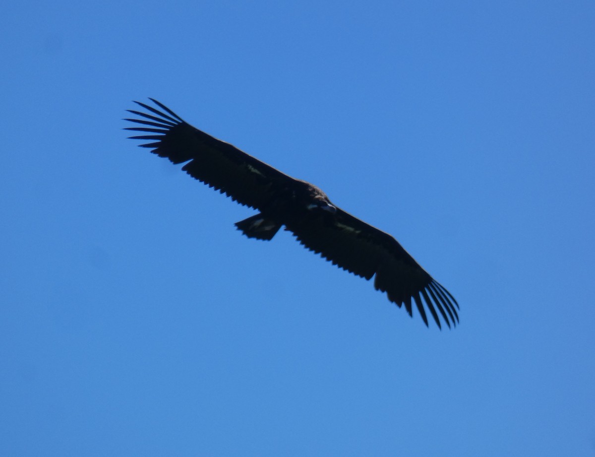 Cinereous Vulture - ML574437371