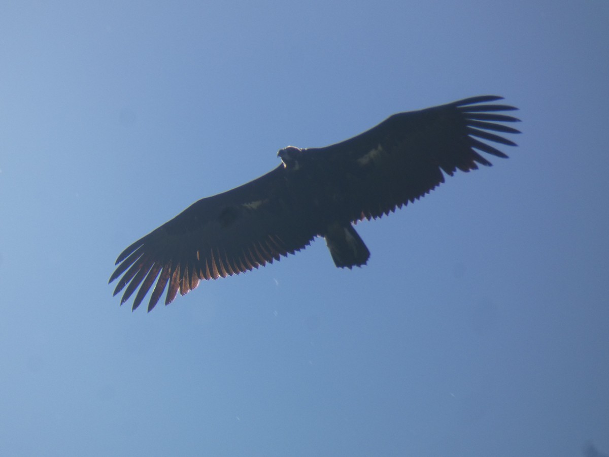 Cinereous Vulture - ML574437421